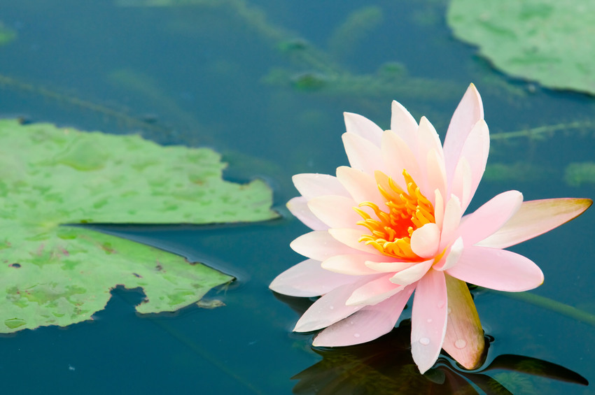 Fiore di loto Esercizio di meditazione su un fiore